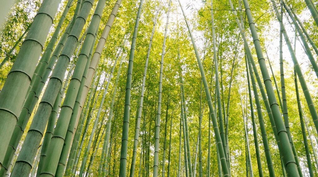 Una foresta coltivata da Forever Bambù